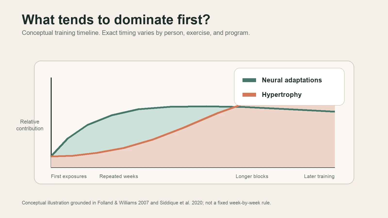 Conceptual timeline showing neural adaptations dominating earlier and hypertrophy contributing more later.