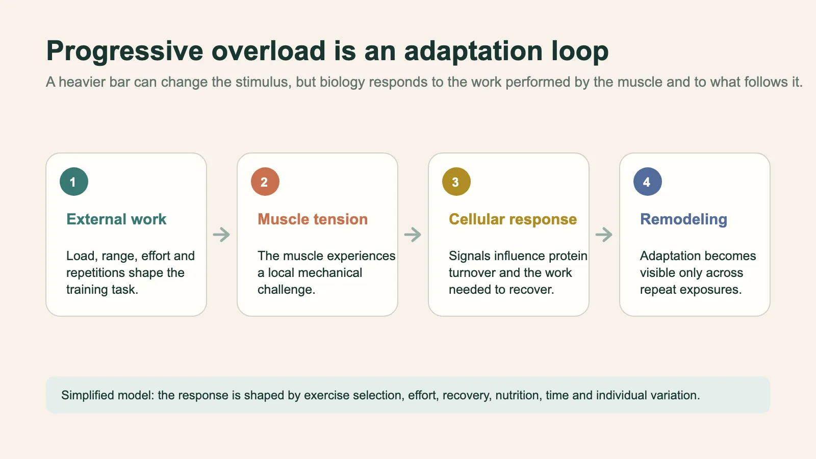 Four-step diagram showing external work, muscle tension, cellular response, and remodeling as parts of an adaptation loop.