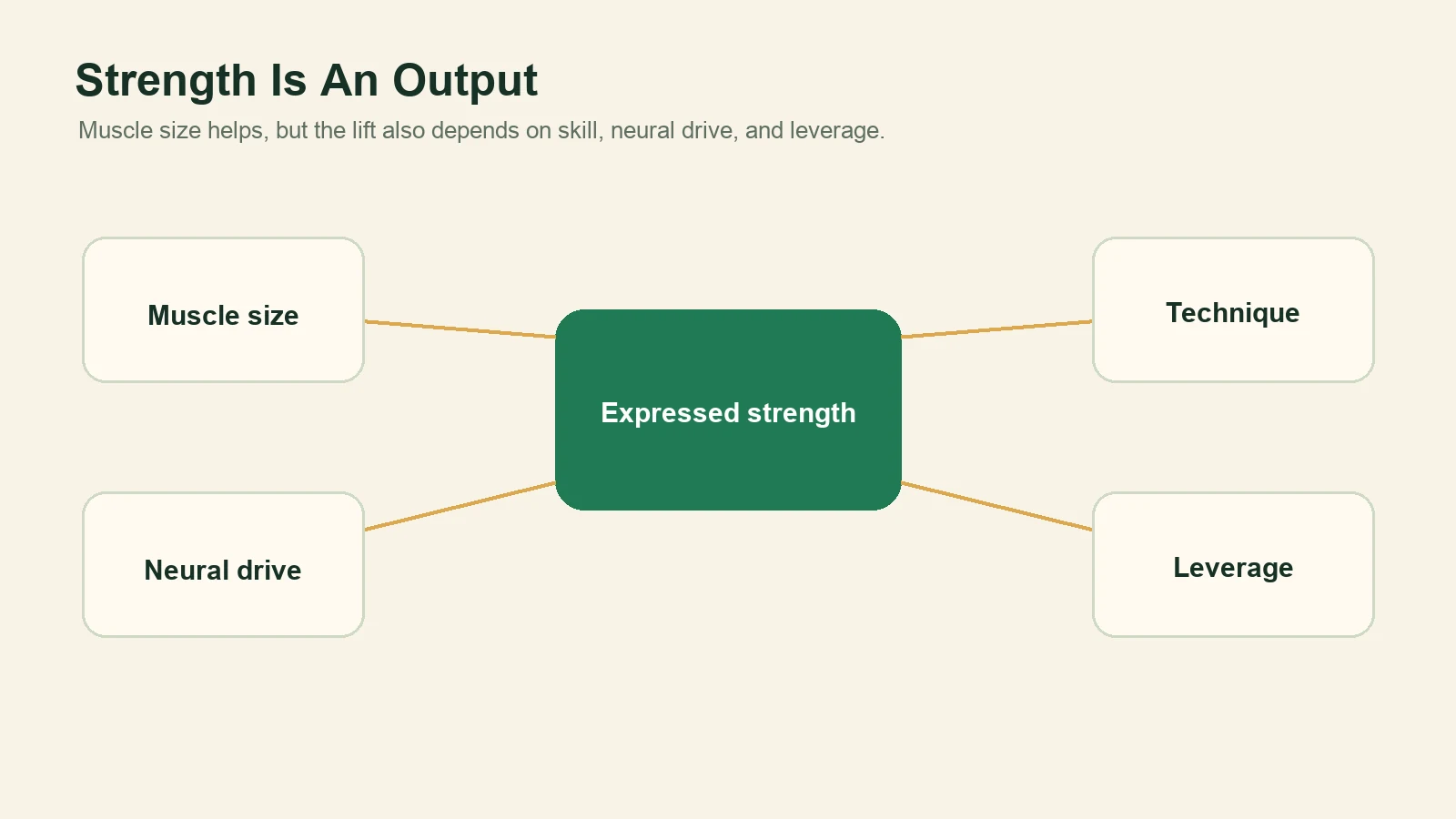 Diagram showing muscle size, neural drive, technique, and leverage contributing to expressed strength.