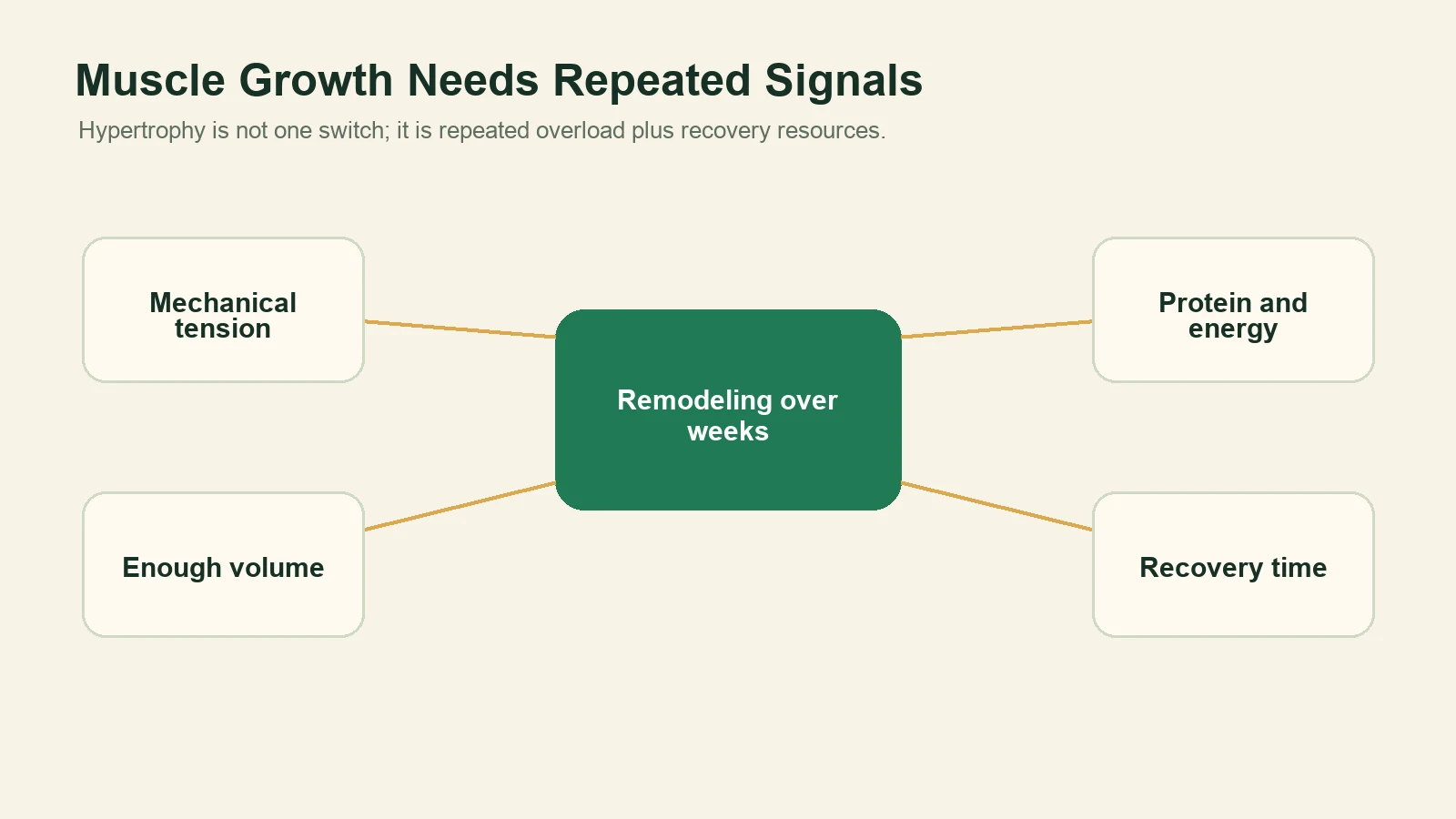 Diagram showing mechanical tension, enough volume, protein and energy, and recovery time leading to remodeling over weeks.